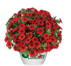 Hangpot perkplanten 23 cm Calybrachoa Colibri Bright Red