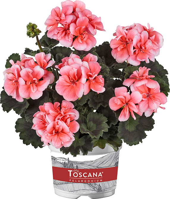 Perkplanten terras schaal 21 cm Pelargonium Zonale Dolce Vita Milou Light Salmon