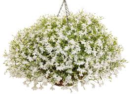 Perkplanten potmaat 10,5 cm Lobelia erinus Africo White Cloud