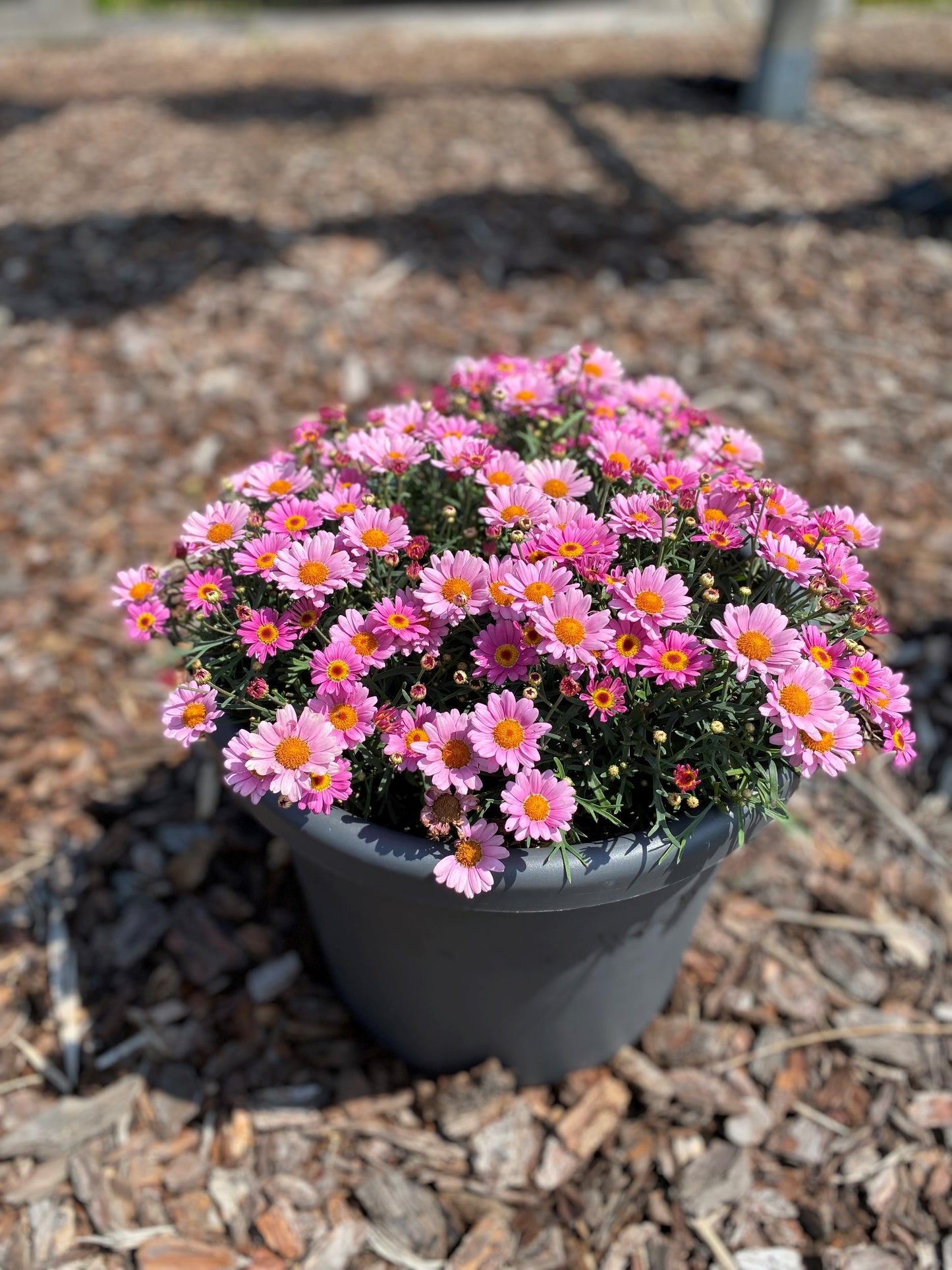 Perkplanten potmaat 10,5 cm Argyranthemum Day-Zee-Pink
