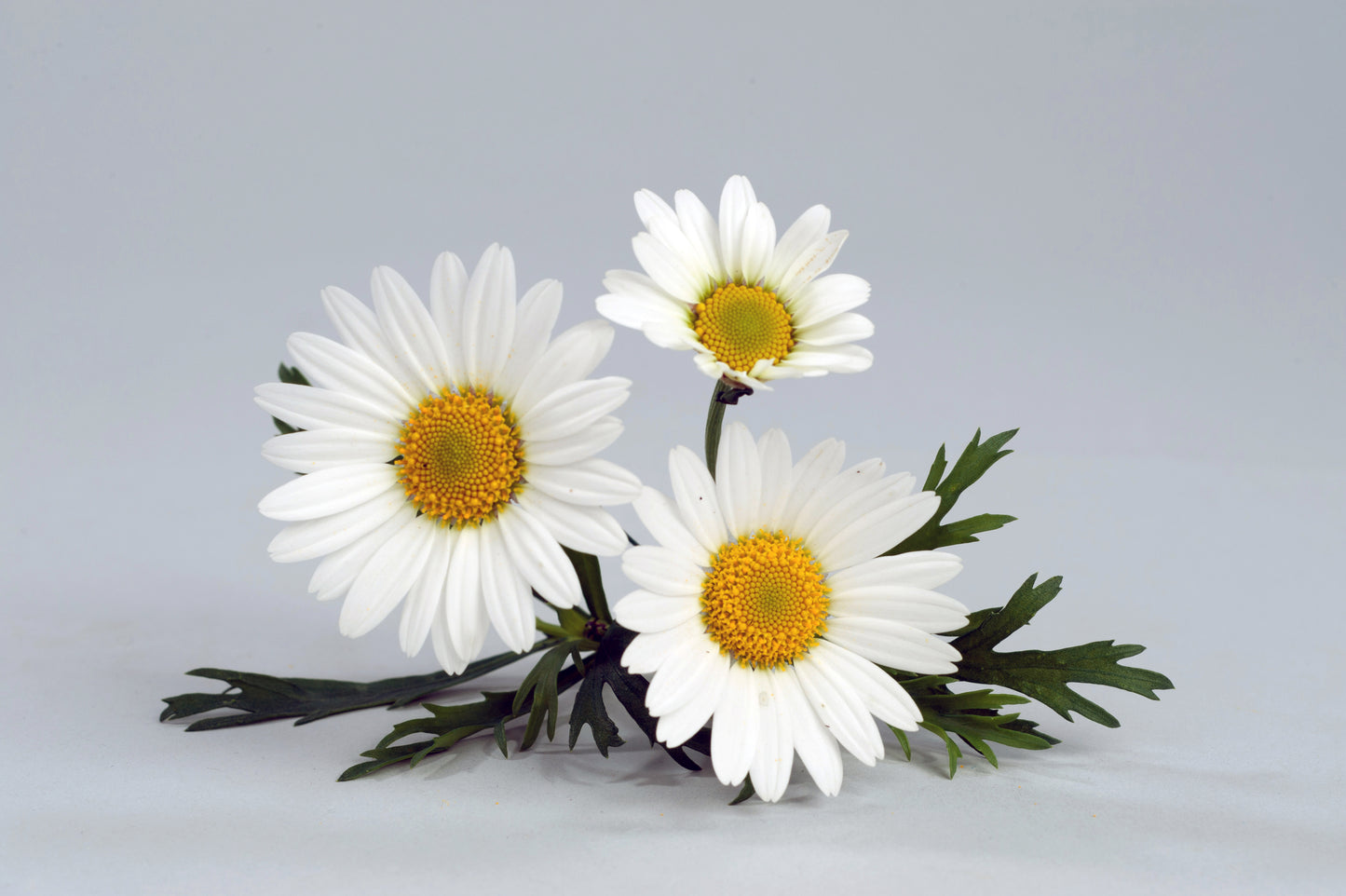 Perkplanten terras schaal 21 cm Argyranthemum Frutescens Everest