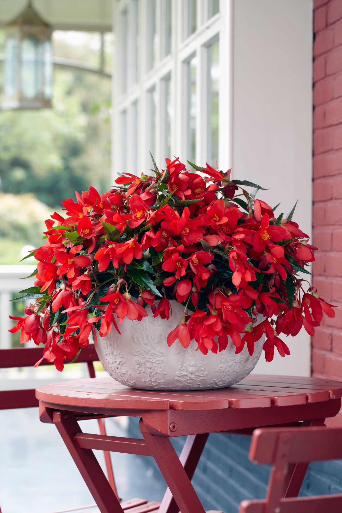 Hangpot perkplanten 23 cm Begonia Waterfall Encanto Red