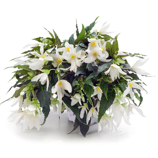 Hangpot perkplanten 23 cm Begonia Waterfall Encanto White Blush