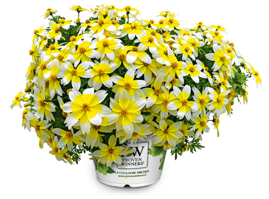 Perkplanten terras schaal 21 cm Bidens Ferulifolia Spicy Electric White