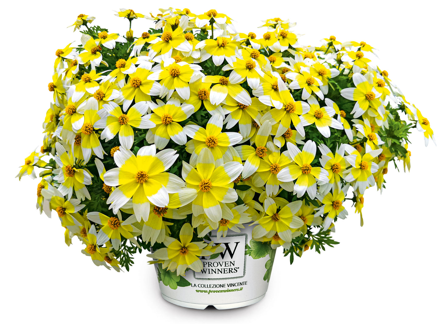 Perkplanten potmaat 10,5 cm Bidens ferulifolia Spicy Electric White