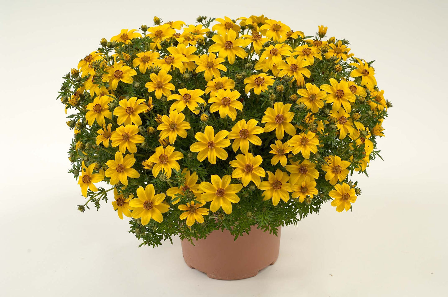Perkplanten potmaat 10,5 cm Bidens ferulifolia Yellow Charm