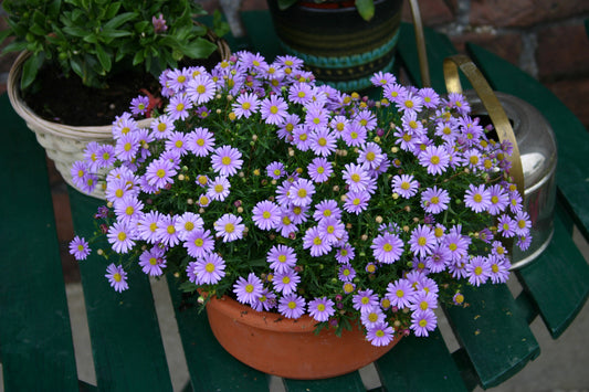 Perkplanten potmaat 10,5 cm Brachycome angustifolia Mauve Delight