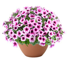 Hangpot perkplanten 23 cm Petunia Capella Berry Lace