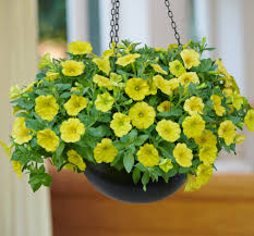 Hangpot perkplanten 23 cm Petunia Capella Hello Sunshine