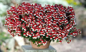 Perkplanten potmaat 10,5 cm Nemeisa Sunsatia Cherry on Ice