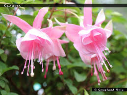 Hangpot perkplanten 23 cm Fuchsia Claudia