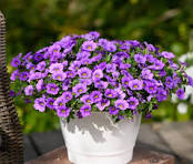Hangpot perkplanten 23 cm Calybrachoa Colibri Dark Lavender