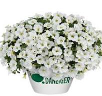 Hangpot perkplanten 23 cm Calybrachoa Colibri Pure White