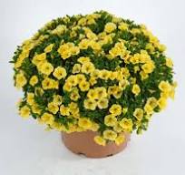 Hangpot perkplanten 23 cm Calybrachoa Colibri Yellow Canary