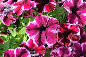 Perkplanten potmaat 10,5 cm Petunia Crazytunia Cosmic Pink