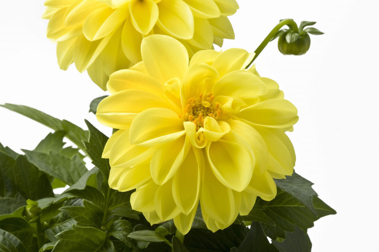 Perkplanten terras schaal 21 cm Dahlieta Select Margareth