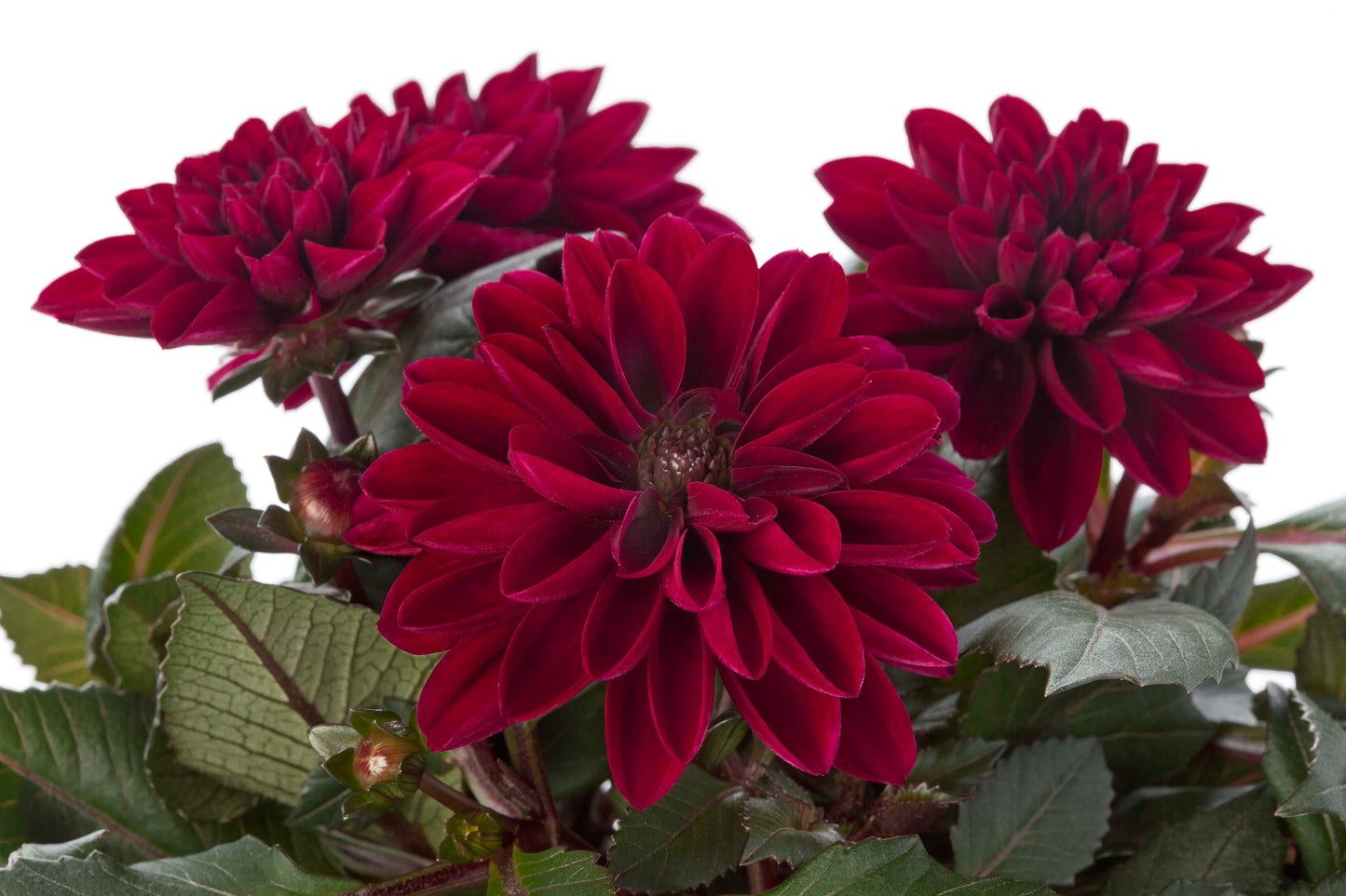 Perkplanten terras schaal 21 cm Dahlieta Select Patty