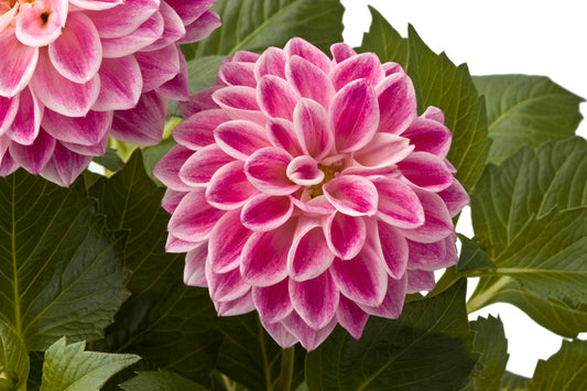 Perkplanten potmaat 10,5 cm Dahlieta Suprise Louise