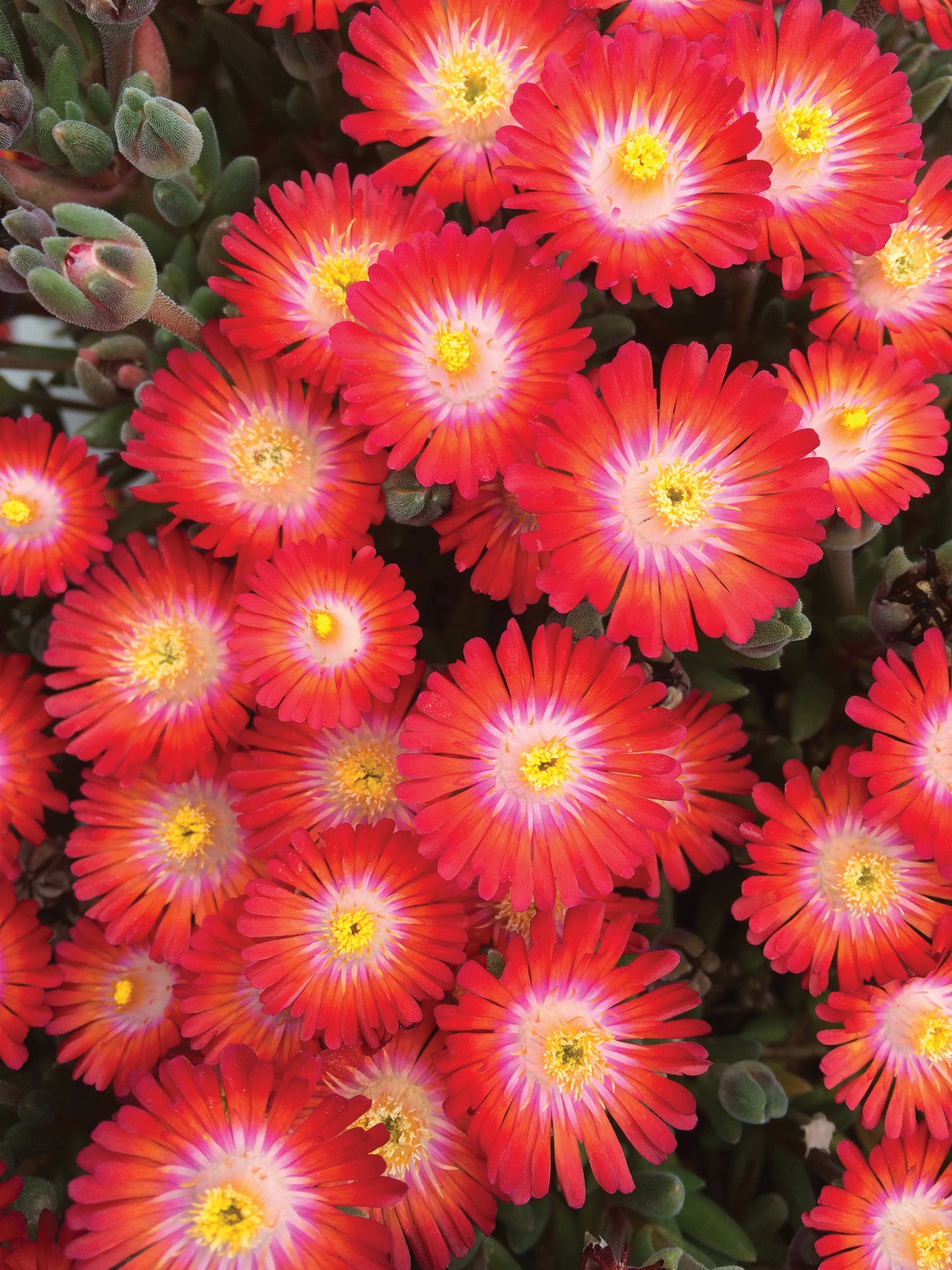 Perkplanten potmaat 10,5 cm Delosperma Jelow of Desert Grenada