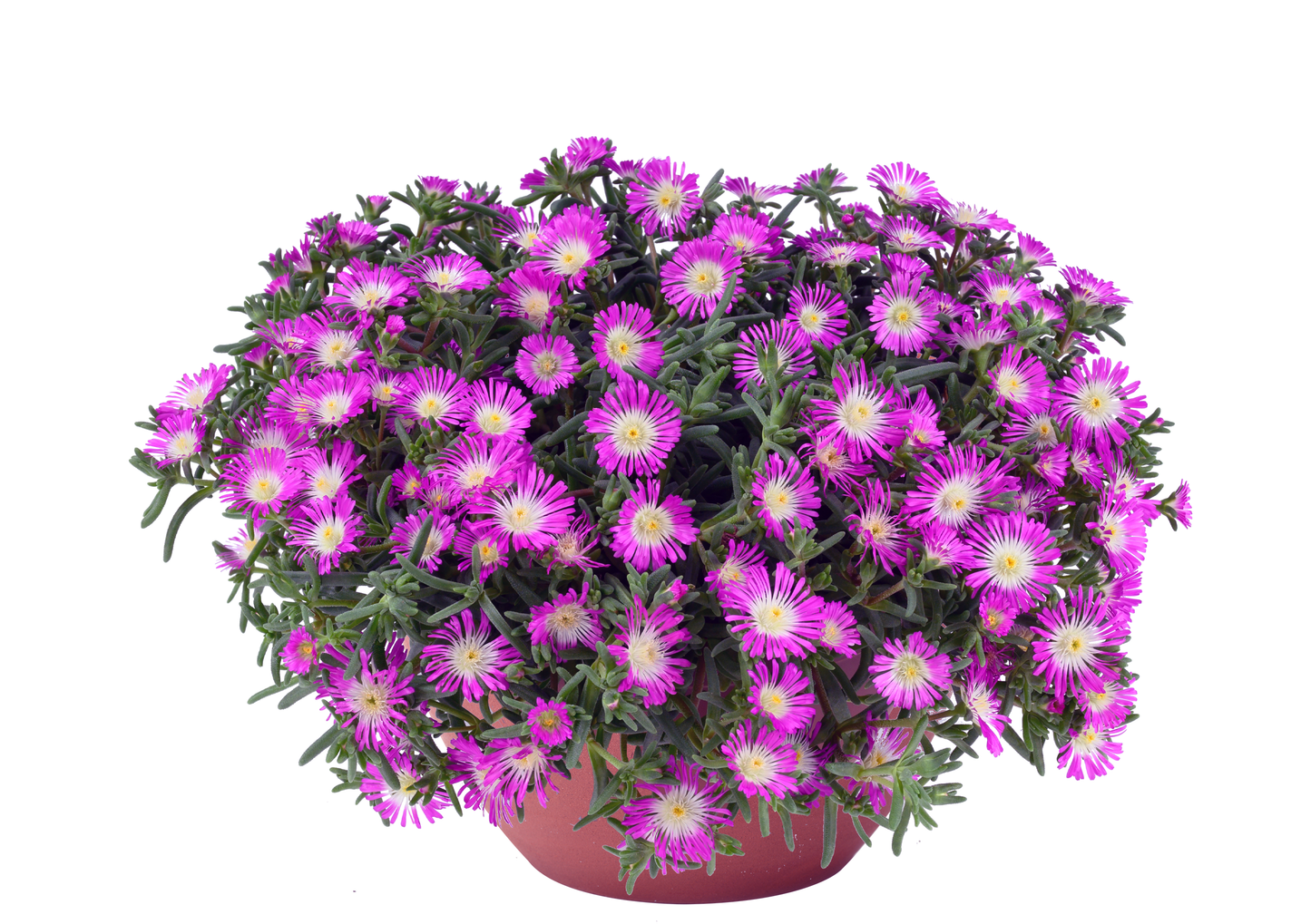 Perkplanten potmaat 10,5 cm Delosperma Sandgem Purple