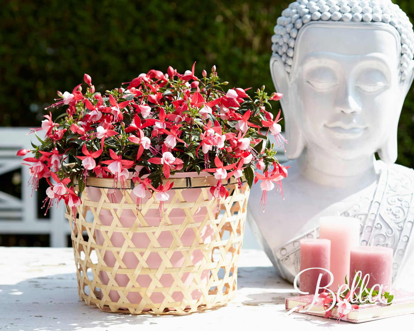 Perkplanten potmaat 10,5 cm Fuchsia Evita