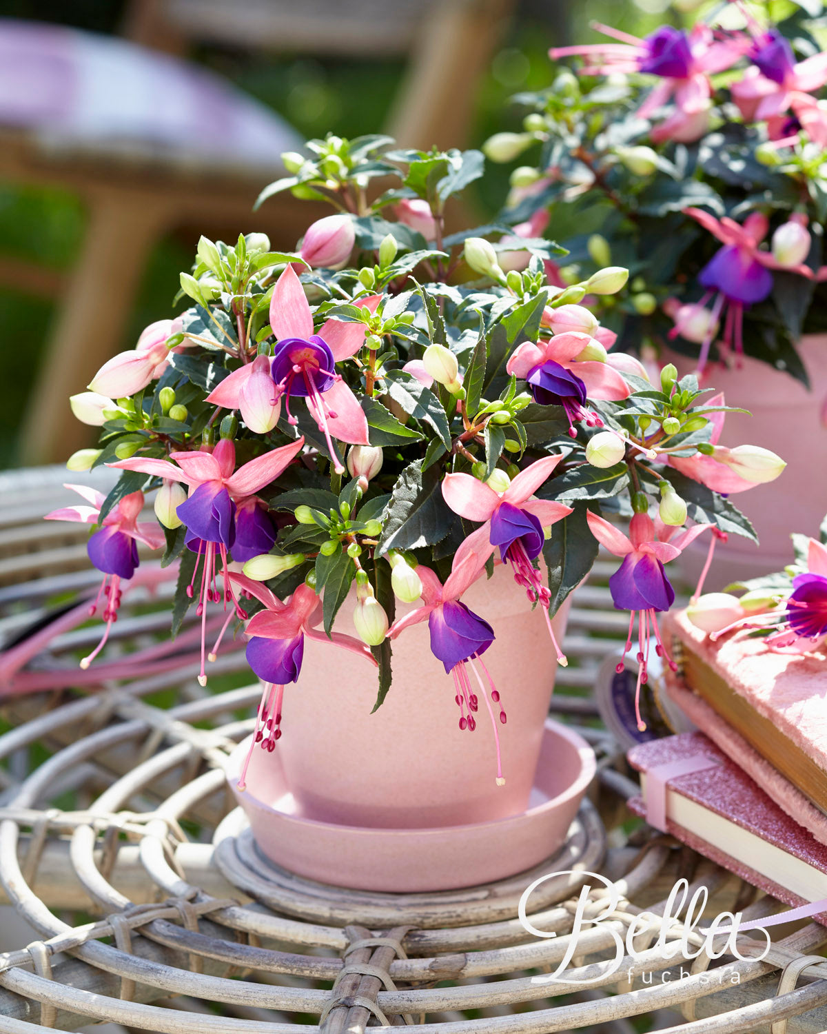 Perkplanten terras schaal 21 cm Fuchsia Bella Mariska