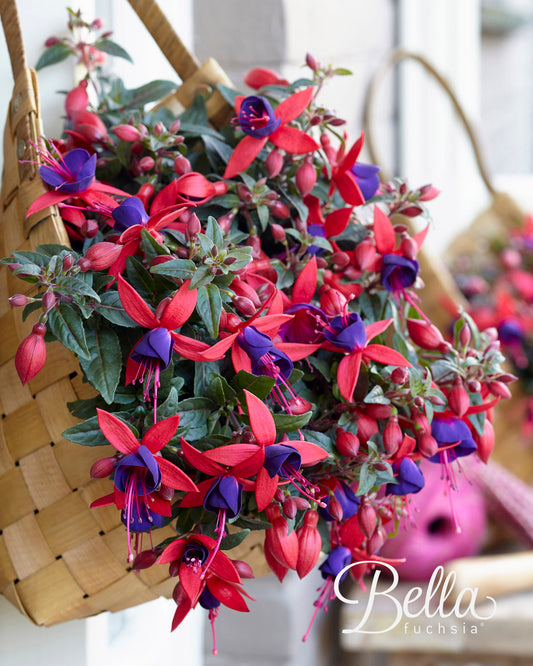 Perkplanten terras schaal 21 cm Fuchsia Bella Sacha