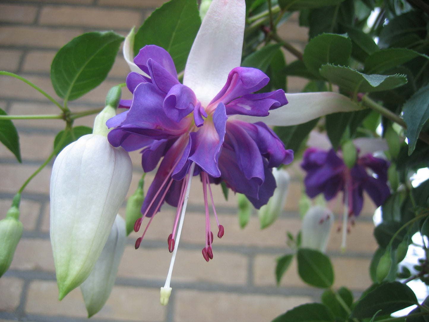 Hangpot perkplanten 23 cm Fuchsia Blue Angel