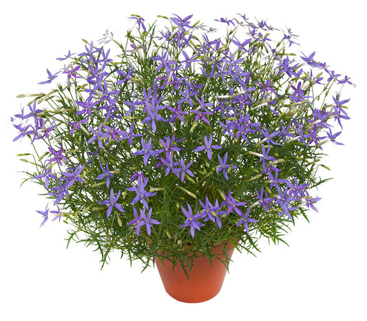 Perkplanten terras schaal 21 cm Isotoma Stella Blue