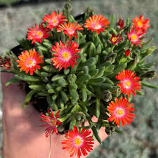 Perkplanten potmaat 10,5 cm Delosperma Jelow of Desert Grenada