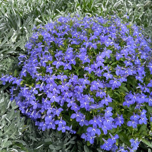 Hangpot perkplanten 23 cm Lobelia erinus Africo Oasis Blue