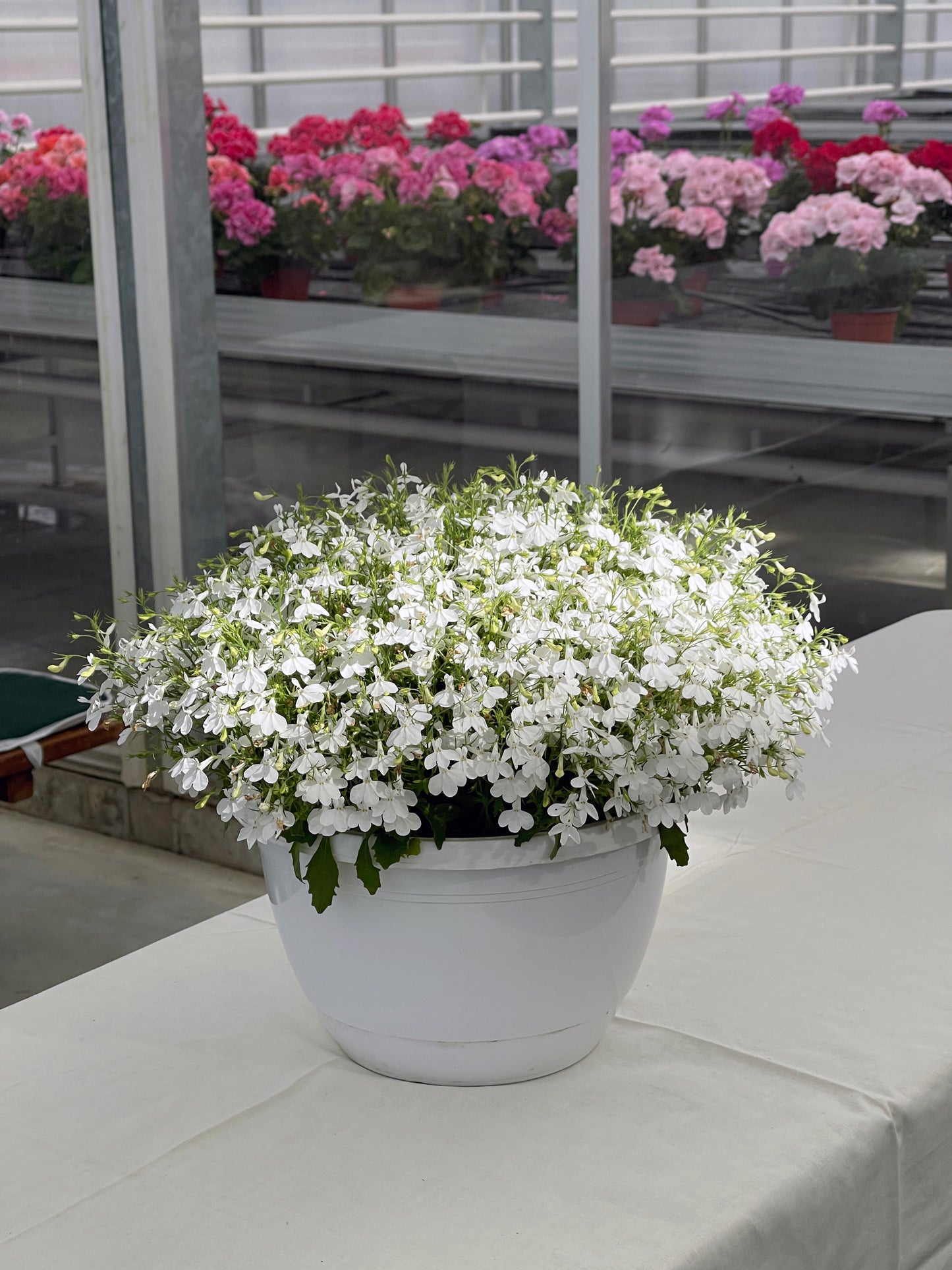 Hangpot perkplanten 23 cm Lobelia erinus Africo White Cloud