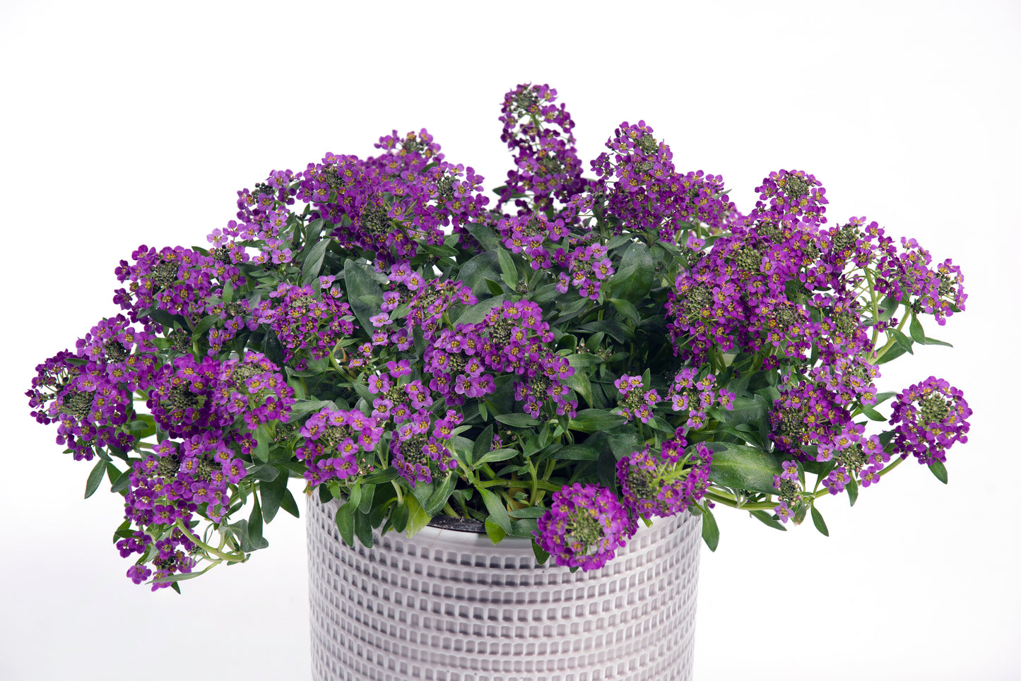 Perkplanten potmaat 10,5 cm Lobularia maritima Lucia Purple