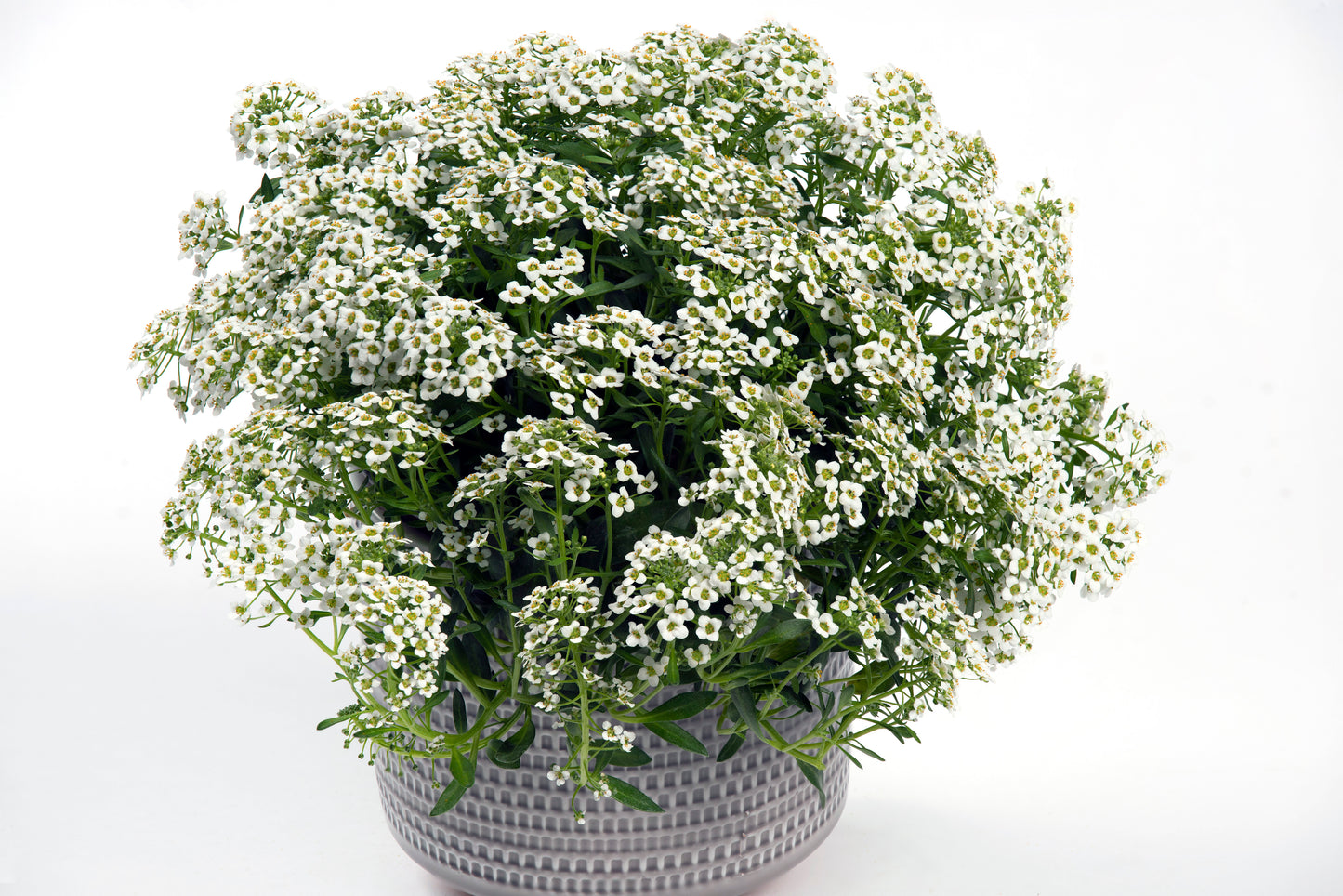 Perkplanten potmaat 10,5 cm Lobularia maritima Lucia White