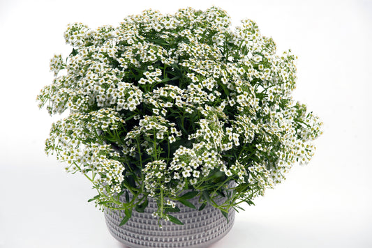 Perkplanten terras schaal 21 cm Lobularia Maritima Lucia White