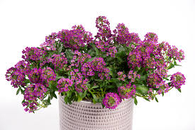 Perkplanten potmaat 10,5 cm Lobularia maritima Lucia Purple