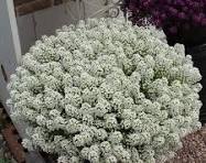 Perkplanten potmaat 10,5 cm Lobularia maritima Lucia White