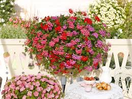 Perkplanten potmaat 10,5 cm Pelargonium Peltatum single flower Mini Balcon Pink