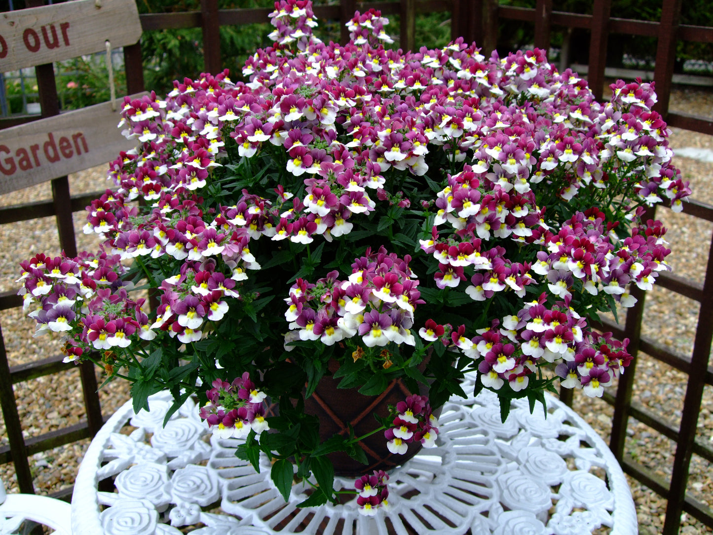 Perkplanten terras schaal 21 cm Nemesia Sunpeddle Painted Rose