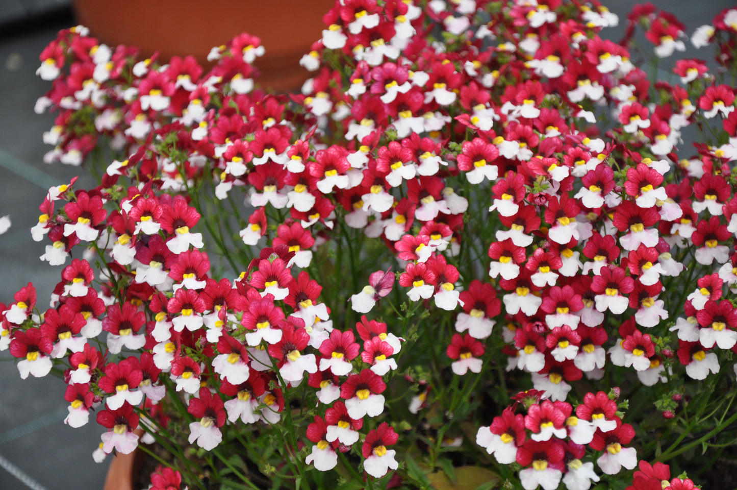 Perkplanten terras schaal 21 cm Nemesia Sunsatia Cherry on Ice