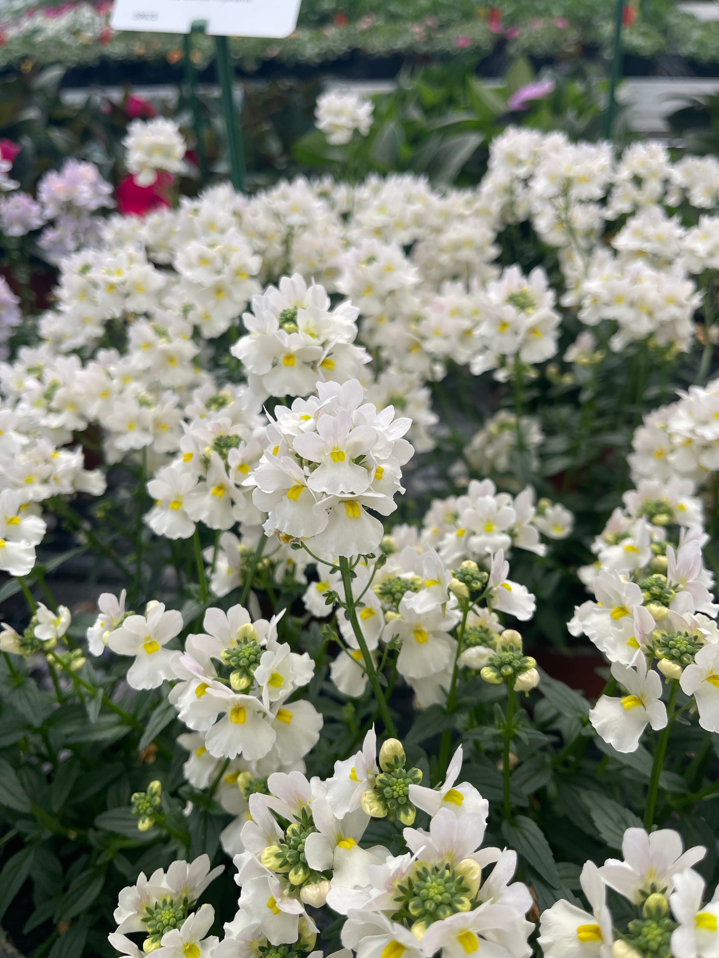 Perkplanten terras schaal 21 cm Nemesia Wisley Vanilla