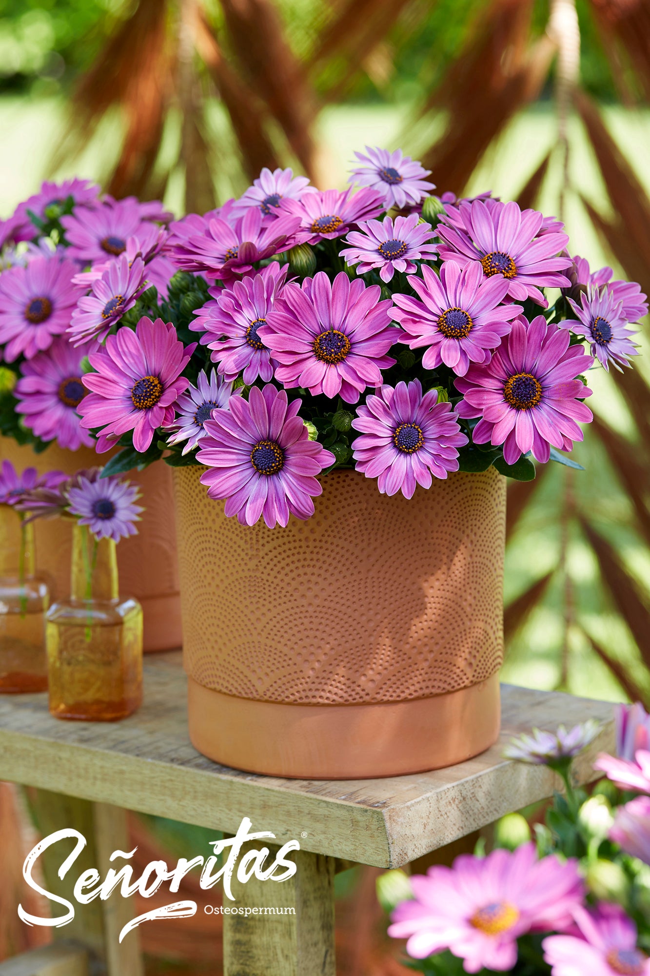 Perkplanten potmaat 10,5 cm Osteospermum Senorita Davina