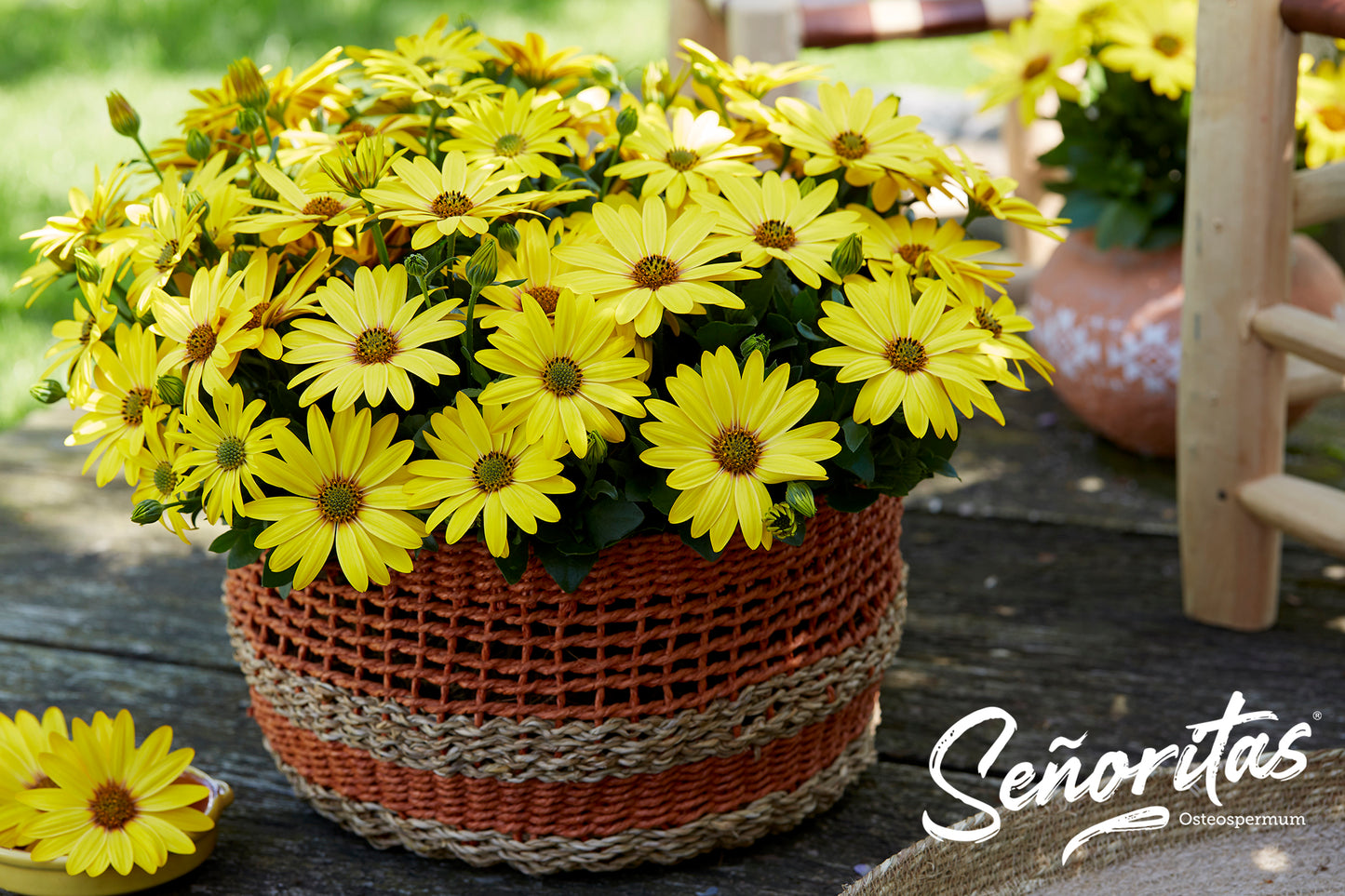 Perkplanten terras schaal 21 cm Osteospermum Senorita Solana