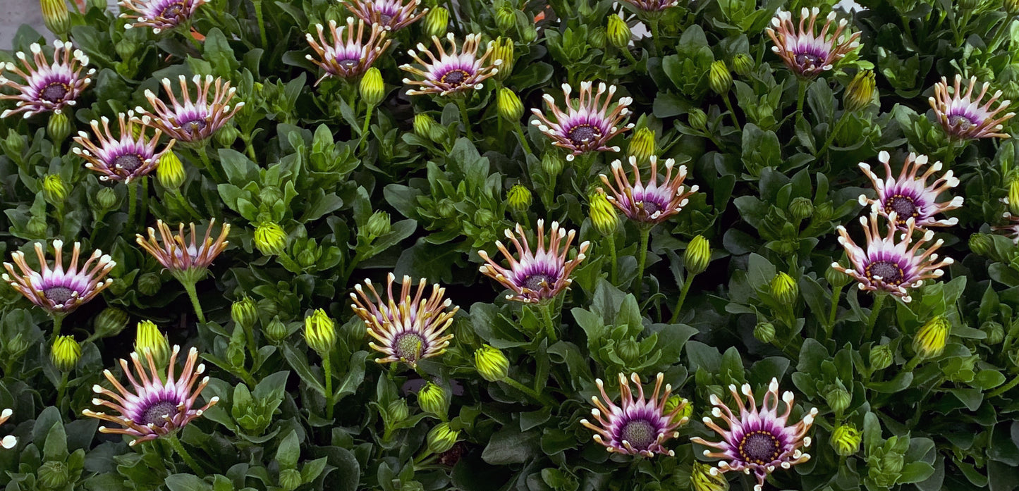 Perkplanten potmaat 10,5 cm Osteospermum Senorita Spoon White