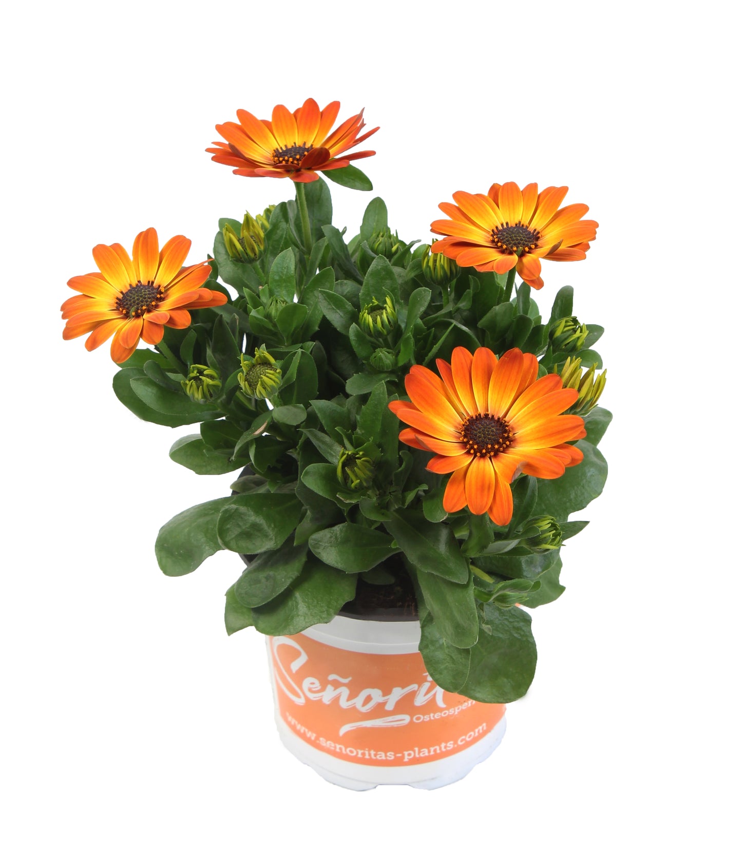 Perkplanten terras schaal 21 cm Osteospermum Senorita Amalia