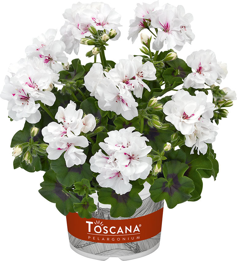 Perkplanten potmaat 10,5 cm Pelargonium Peltatum Sunflair Eva White