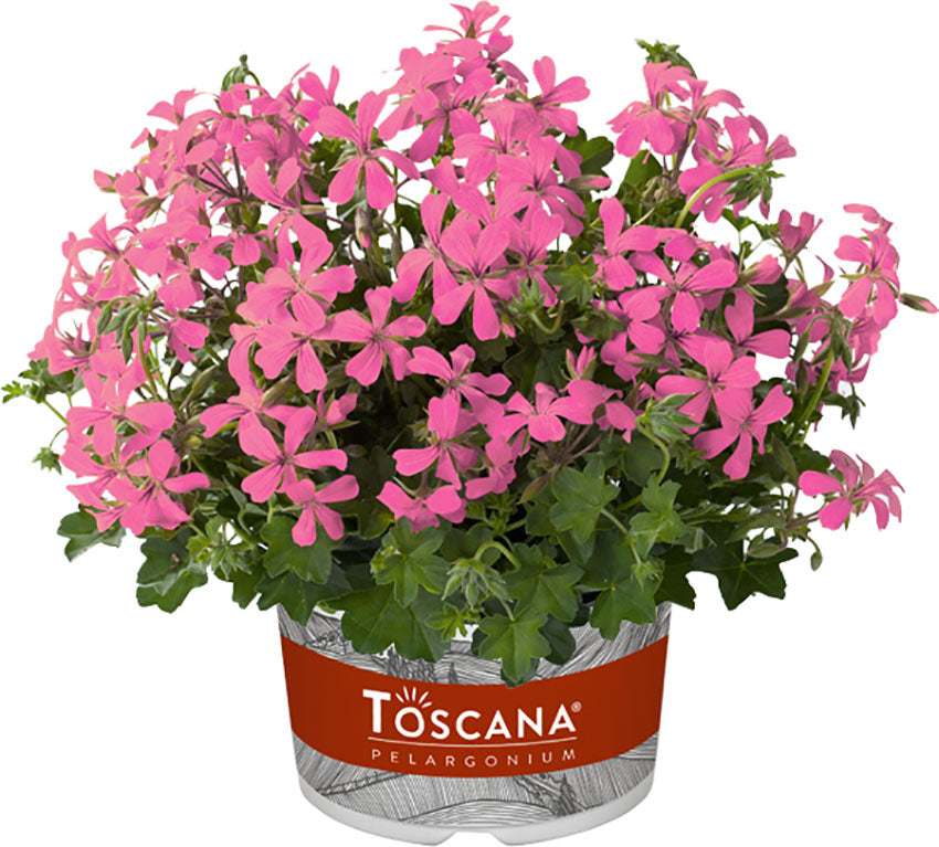 Hangpot perkplanten 23 cm Pelargonium Peltatum single flower Mini Balcon Pink