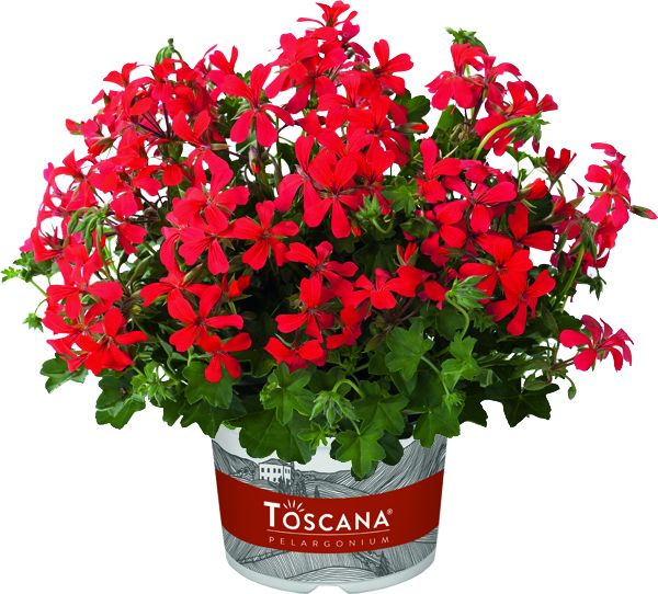 Hangpot perkplanten 23 cm Pelargonium Peltatum single flower Mini Balcon Red