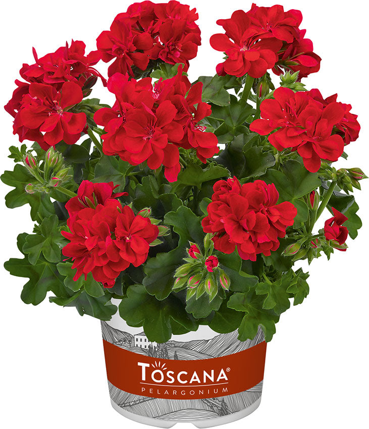 Hangpot perkplanten 23 cm Pelargonium Peltatum Sunflair Paula Red