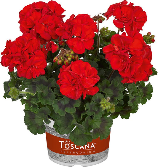 Perkplanten terras schaal 21 cm Pelargonium Zonale Dolce Vita Mylena Red